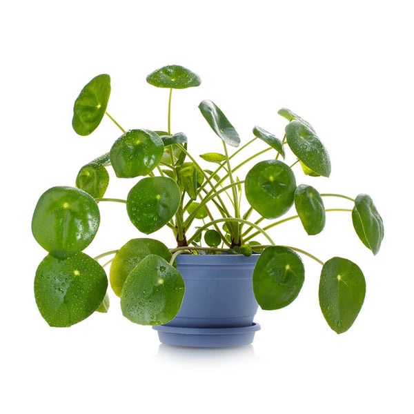 Pilea