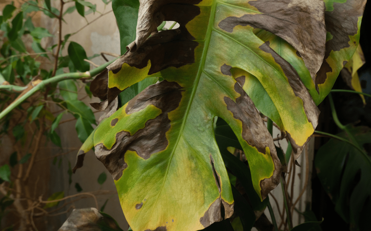 Ursachen für braune Flecken auf den Blättern von Zimmerpflanzen - FARBIO® - Nachhaltige Bio-Flüssigdünger aus Hamburg
