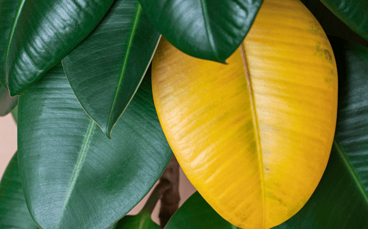 Ursachen für gelbe Blätter und braune Spitzen bei Zimmerpflanzen - FARBIO® - Nachhaltige Bio-Flüssigdünger aus Hamburg