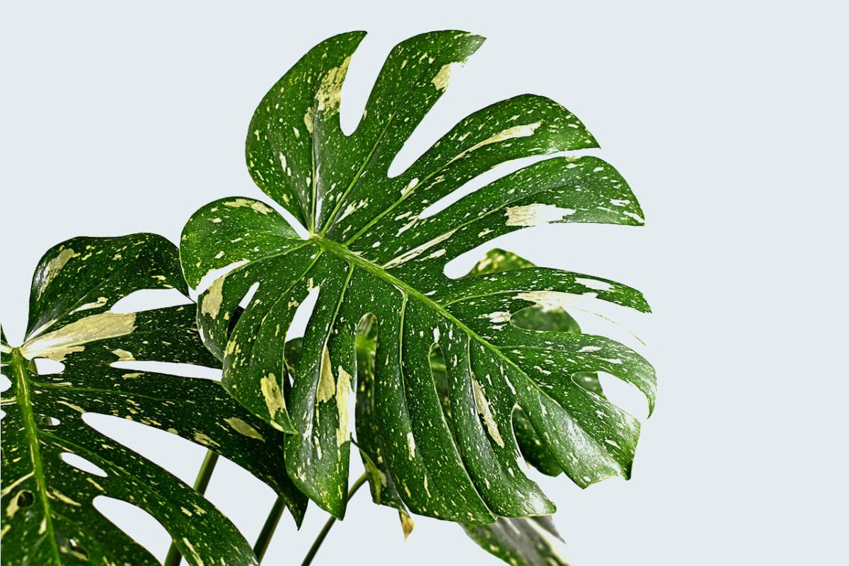 Vorgestellt: Monstera Thai im Portrait - FARBIO® - Nachhaltige Bio-Flüssigdünger aus Hamburg