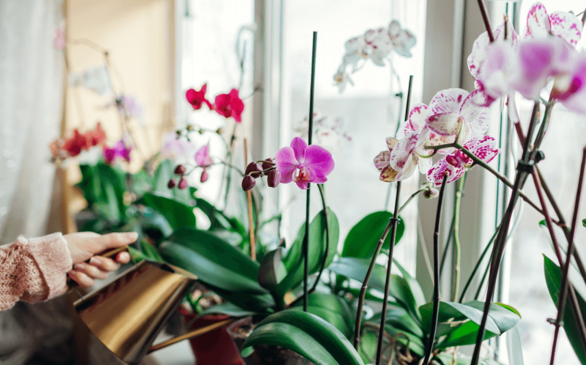 Vorgestellt: Wie man Orchideen richtig düngt - FARBIO® - Nachhaltige Bio-Flüssigdünger aus Hamburg