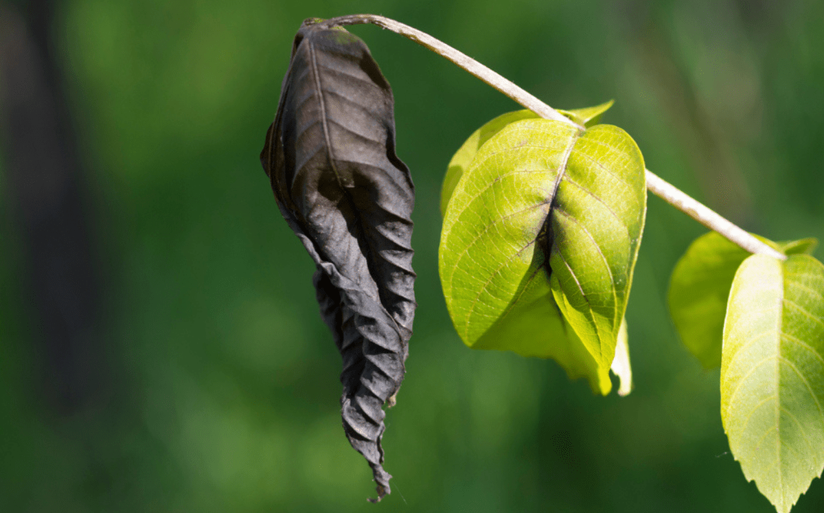 Warum bekommt meine Pflanze schwarze Blätter?
