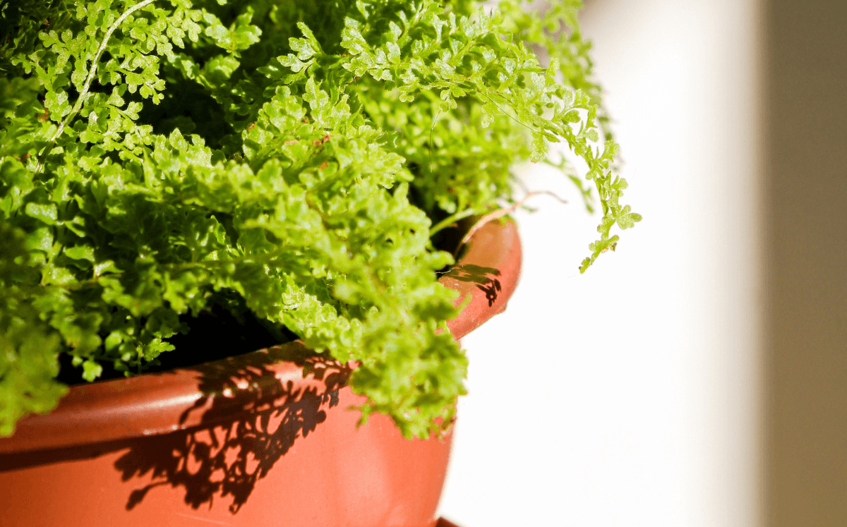 Warum wachsen meine Zimmerpflanzen nicht? Die häufigsten Fehler bei der Pflege - FARBIO® - Nachhaltige Bio-Flüssigdünger aus Hamburg