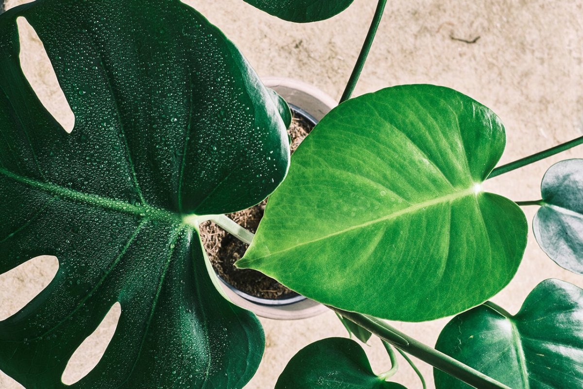 Welche Nährstoffe benötigt deine Pflanze? - FARBIO® - Nachhaltige Bio-Flüssigdünger aus Hamburg
