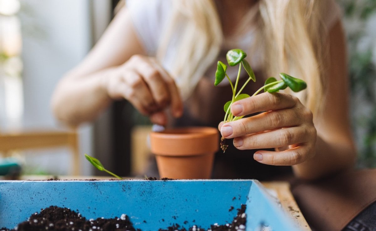 Wie Du Pflanzen vermehren kannst: Stecklinge, Ableger und Co. - FARBIO® - Nachhaltige Bio-Flüssigdünger aus Hamburg
