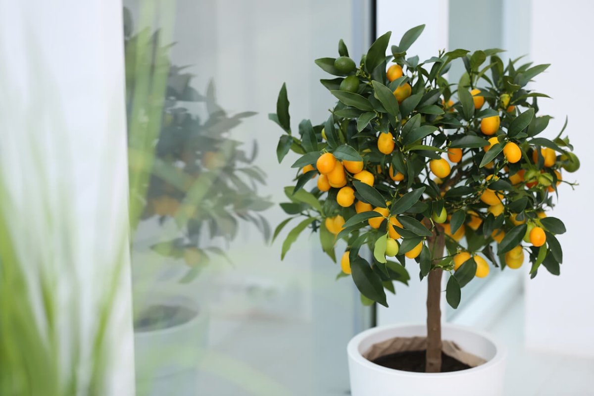 Wie Fruchtbäume Deine Wohnung verschönern - FARBIO® - Nachhaltige Bio-Flüssigdünger aus Hamburg