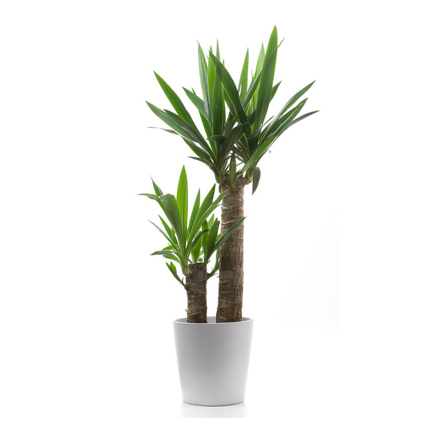 Yucca Palme - FARBIO® - Nachhaltige Bio-Flüssigdünger aus Hamburg