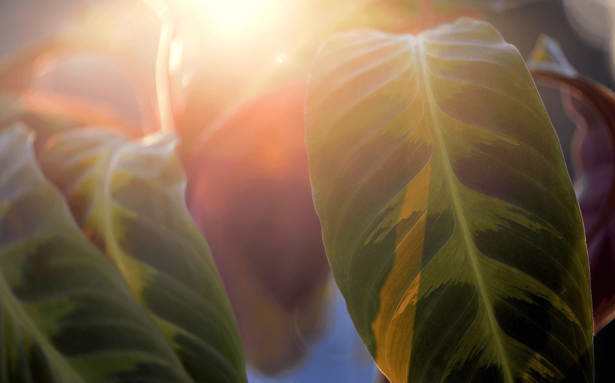 Zimmerpflanzen verstehen: Photosynthese einfach erklärt - FARBIO® - Nachhaltige Bio-Flüssigdünger aus Hamburg